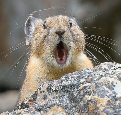 American Pika | Keep your dog under control! An American Pik… | Flickr Pika Animal, Animals Interacting, American Pika, Paintings Cute, Ketchum Idaho, Animals Forest, Sticker Inspo, Cute Small Animals, Animal Print Wallpaper