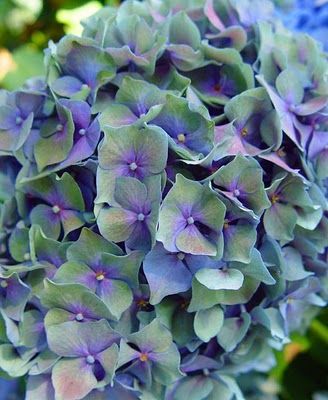 Mop Head Hydrangeas. I love these! My grandmother grew them and I had them included in my bridal bouquet. I would love to grow them here. Hydrangea Picture, Mophead Hydrangea, Hydrangea Bloom, Hydrangea Garden, Color Board, Green Hydrangea, Color Magic, Hydrangea Flower, Purple And Green