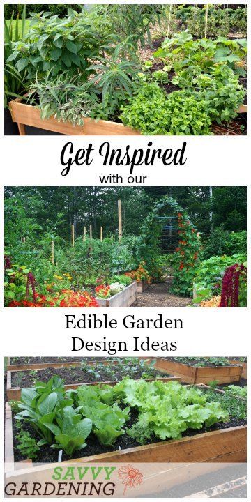 Get inspired with these 5 edible garden design ideas! Edible Garden Design, Water Lettuce, Low Maintenance Garden Design, Urban Garden Design, Potager Garden, Pond Plants, Edible Landscaping, Garden Design Ideas, Pallet Garden