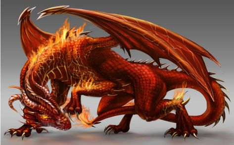 Dragon Made Of Fire, Fire Dragon Art Fantasy, Fire Dragon Drawing, Fire Dragon Art, Flaming Dragon, Flame Dragon, Red Dragons, Orange Dragon, Dragon Halloween