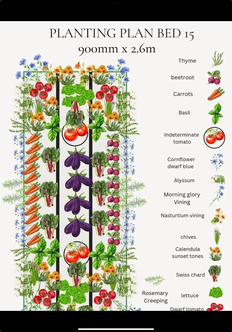 Plan Potager, Companion Planting Vegetables, Plant Diary, Side Yard Landscaping, Blue Berries, Vegetable Garden Planning, Red Pear, Garden Plan, Diy Raised Garden