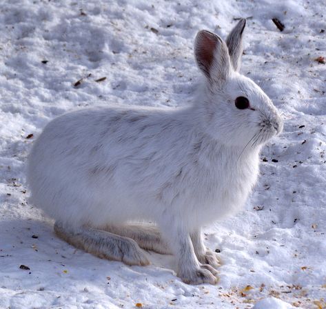 Talk about a shocker! Snowshoe Rabbit, Canada Lynx, Snowshoe Hare, Rabbit Hunting, Forest Ecosystem, Wild Rabbit, Rabbit Eating, Boreal Forest, Scavenger Hunt For Kids