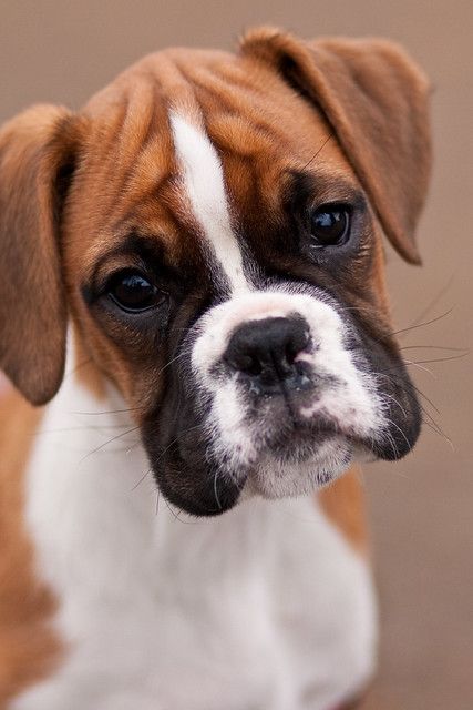 Australian Puppies, German Boxer, Cute Boxer Puppies, Boxer Dog Breed, Boxer Dog Puppy, Beautiful Dog Breeds, Boxer And Baby, Cute Boxers, Cesar Millan