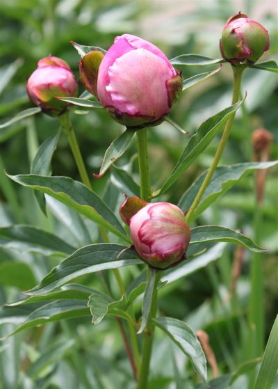 peony buds Peony Buds, Peony Drawing, Peony Bud, Cherry Blossom Art, Peony Painting, Wildflower Garden, Acrylic Flowers, Flower Bud, Peony Flower