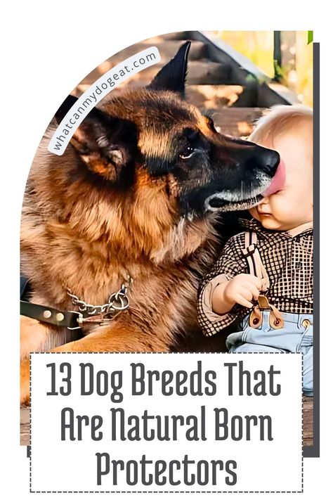 These dog breeds are known for their natural guarding instincts and loyalty. Always ready to protect their families, these dogs are dedicated defenders. With their size, strength, and presence, they stand out as excellent protectors. Discover 13 breeds that will keep your home safe and secure with their natural-born protective traits. Best Guard Dog Breeds, Protective Dog Breeds, Protection Dogs, Guard Dog Breeds, German Shepherd Photos, Best Guard Dogs, Black Russian Terrier, Tibetan Mastiff, Bull Mastiff