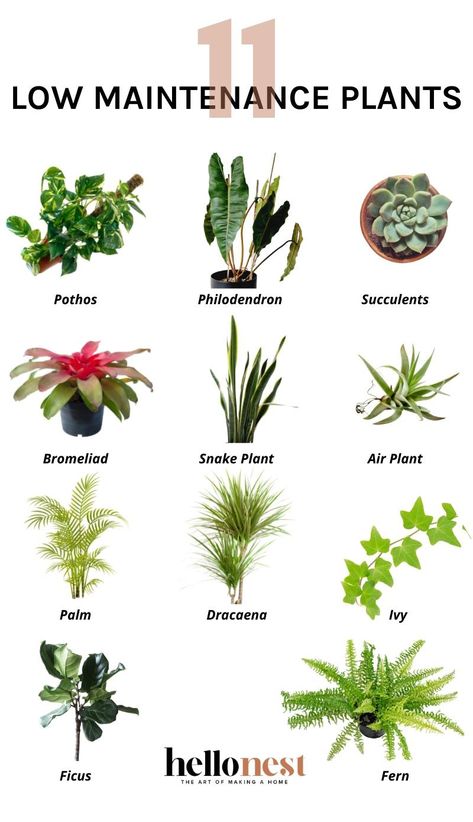 11 Low Maintenance Houseplants Even You Can't Kill Low Maintenance House Plants, Tall Indoor Plants, Plant Lights, Plants Pots, Plant House, Plant Care Houseplant, Inside Plants, Low Light Plants, Plants Decor