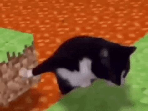 Silly Cat Gif, Funny Cat Gif, Sorry Gif, Cat Mem, Watch Gif, Shocked Cat, Funny Cat Gifs, Meme Gifs, Memes Stickers