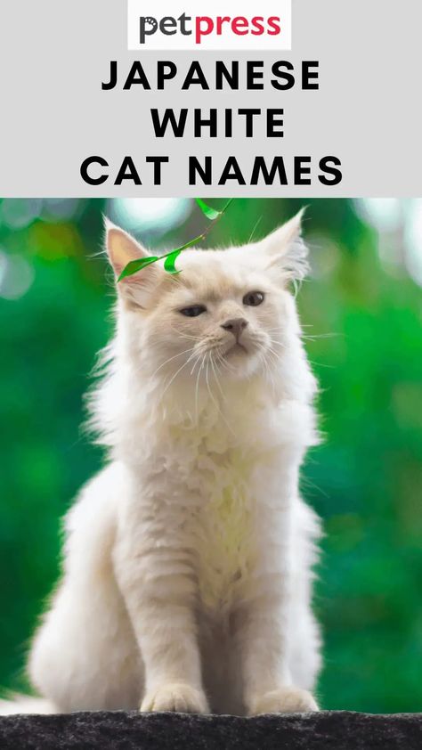 If you’re looking for a unique and interesting name for your white cat, you should consider one of the Japanese names on this list. Japanese Names For Pets, Japanese Cat Names, Female Cat Names Unique, Cute White Cats, Animals Name List, Boy Cat Names, Unique Cat Names, List Of Girls Names, Cute Cat Names