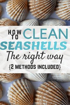 How To Bleach Oyster Shells, How To Clean Driftwood Without Bleach, Cleaning Seashells How To, Bleaching Oyster Shells, Clean Shells From The Beach, Cleaning Shells From The Beach, Sea Shells Decor Ideas, How To Clean Oyster Shells, How To Clean Shells From The Beach