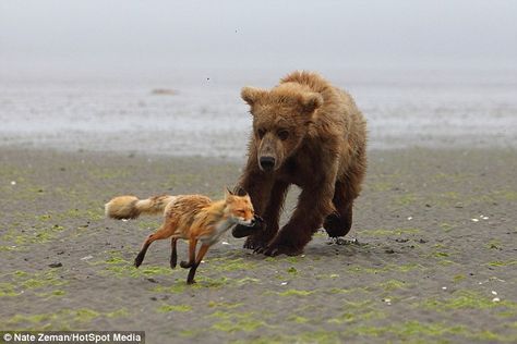 Fox And Bear, Two Animals, Sis Bro, Vulpes Vulpes, Katmai National Park, Brown Bears, Clear Blue Sky, Farm Heroes, Grizzly Bear