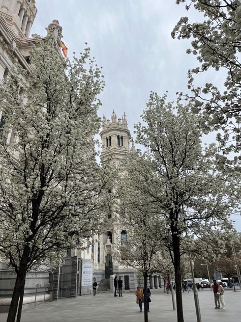 Spain Streets, Madrid Aesthetic, Aesthetic Nature, Flowers Spring, Spring Vibes, Our Life, Places To Travel, Madrid, Around The Worlds