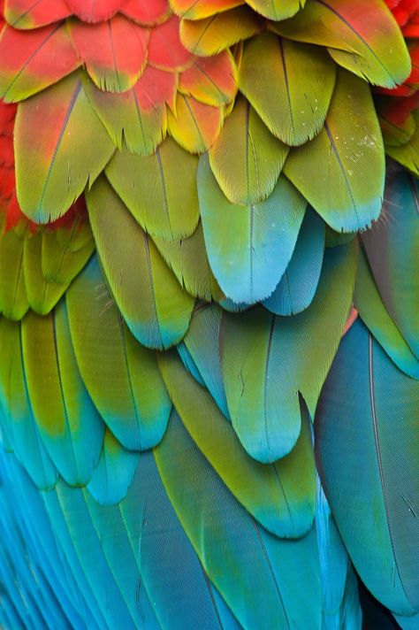 Parrot Feathers رسم كاريكاتير, Parrot Feather, Color Palette Ideas, Palette Ideas, Color Palate, Design Seeds, Color Balance, Color Stories, Colour Schemes