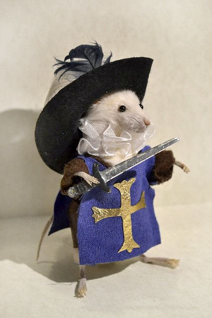 mousketeer | Denise Kendig | Flickr Funny Taxidermy, Funny Rats, Funny Mouse, Cute Rats, Funny Animal Photos, Cute Hamsters, 웃긴 사진, Silly Animals, Pet Costumes