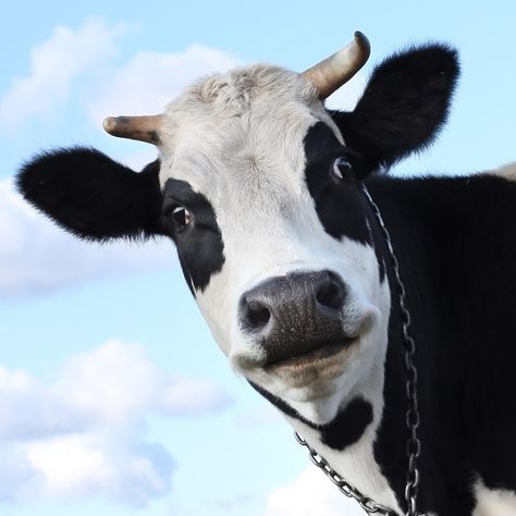 cow | Smiling cow on sky background Gado Leiteiro, Hoof Print, Animal Agriculture, Cow Face, Cow Painting, Cow Art, Holy Cow, Milk Cow, Cute Cows