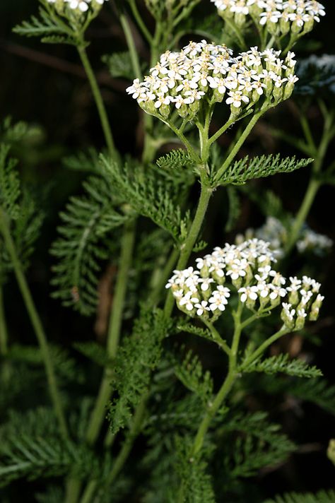 Common yarrow Yarrow Aesthetic, Yarrow Field, Marjoram Flower, Herb Identification, Common Yarrow, Cottagecore Tattoo, White Yarrow, Yarrow Plant, Plant Palette