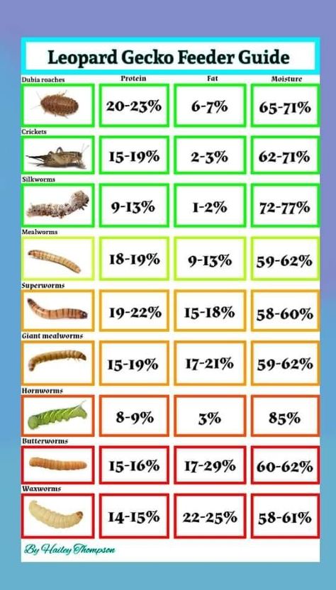 Gecko Hammock Diy, Leopard Gecko Needs, Cool Leopard Gecko Tanks, Simple Leopard Gecko Setup, Leopard Gecko Feeding Chart, Gecko Hides Diy, Leopard Gecko Habitat Diy, Leaped Gecko Tank Set Up, Leopard Gecko Care Sheet