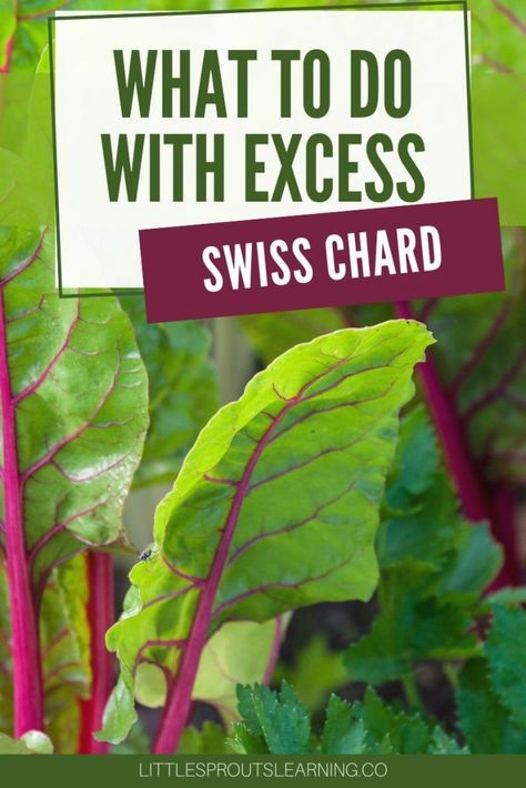 What to Do with Excess Swiss Chard-Little Sprouts Learning Cooking Swiss Chard, Growing Swiss Chard, Dehydrating Food Storage, Swiss Chard Recipes, Monte Cristo Sandwich, Chard Recipes, Fermented Vegetables, Veggie Stock, Valentines Day Dinner