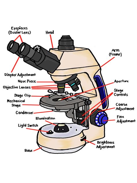 I made this for school and I want to share it with you all Compound Microscope, Light Switch, School Stuff, I Want, To Share, Share It