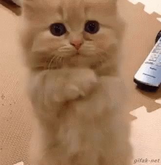 Kitten Love GIF - Kitten Love - Discover & Share GIFs Nosara, Cute Kittens, Cute Creatures, Funny Animal Pictures, Cat Gif, الرسومات اللطيفة, Beautiful Cats, Baby Cats, 귀여운 동물