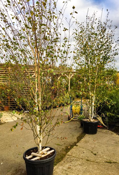 These Silver Birch (Betula Jacquemontii) are 3.5 metres tall, supplied in a 125 litre pot will make magnificent additios to medium and large gardens. Gorgeous white bark set off against a bright winters sky or, with the back drop of green under planting such as Box or Sarcococca confusa. Tree Only £350.00 excluding delivery, planting or planting sundries. Planted and delivered £516.00 each, inclusive of Vat. Silver Birch Small Garden, Betula Utilis, Betula Utilis Jacquemontii Multi Stem, Amelanchier Arborea, Multi Stem Amelanchier, Australian Garden, Silver Birch, Wedding Venues, Green