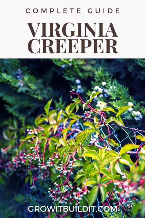 Virginia Creeper Vine, Parthenocissus Quinquefolia, Tree Structure, Climbing Trees, Virginia Creeper, Native Plant Gardening, How To Attract Birds, Chain Link Fence, Backyard Birds