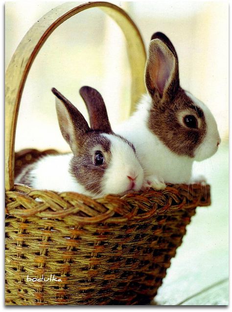 Bunny In A Basket, Two Rabbits, Dutch Rabbit, Some Bunny Loves You, Bunny Pictures, Pet Bunny, Pet Rabbit, Funny Bunnies, Hamsters