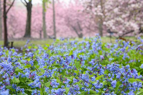 Mertensia Virginica, Euphorbia Polychroma, Shady Gardens, Virginia Bluebells, Shade Loving Perennials, Invasive Plants, Natural Ecosystem, Herbaceous Perennials, Woodland Garden