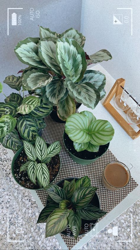 Coffee Plants, Calathea Plant, Succulent Garden Design, Inside Plants, Plant Decor Indoor, Plant Aesthetic, House Plants Decor, Plant Drawing, Perfect Plants