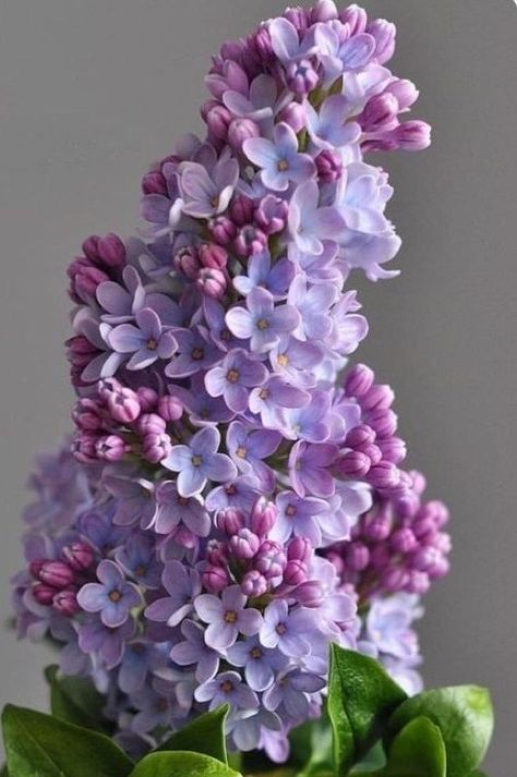 Ge Aldrig Upp, Lilac Flowers, Pretty Plants, Clay Flowers, Exotic Flowers, Flowers Nature, Flower Photos, Flower Pictures, Dream Garden