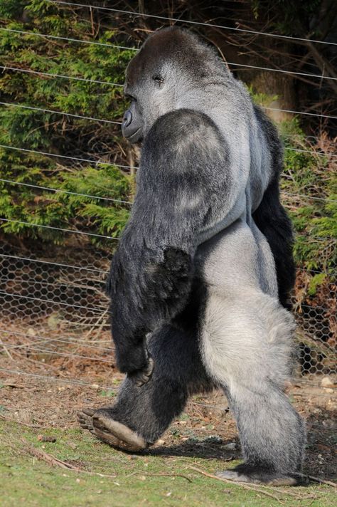 Gorilla Pictures, Port Lympne, Western Lowland Gorilla, Regard Animal, Philadelphia Zoo, Silverback Gorilla, Mandrill, Mountain Gorilla, Great Ape