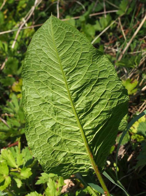 Yellow Dock Benefits, Yellow Dock Root Benefits, Yellow Dock, Detox Herbs, Good Sources Of Iron, Medicinal Herbs Garden, Plants Diy, Fire Cider, Herbs Garden