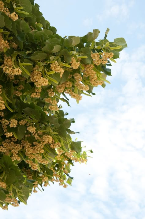 Linden tree in bloom, Vicenza, Veneto, Italy - www.rossiwrites.com Linden Tea, Creative Mood Board, Books 2024, Linden Tree, Yellow Blossom, Veneto Italy, From Where I Stand, Garden Inspo, Old Newspaper