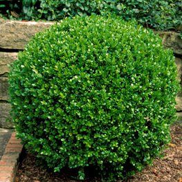 Round Boxwood Shrubs, Wintergreen Boxwood Front Yards, Boxwood Landscaping Front Yard Entrance, Side House Landscaping, Conifer Landscaping, Boxwood Wintergreen, Mailbox Side, Hydrangea Bed, Boxwood And Hydrangea