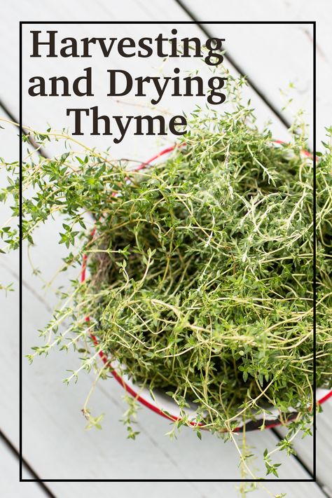 Harvesting and Drying Thyme.  Growing and drying thyme is so easy, there is no need to buy expensive little jars at the grocery store!  #dryingthyme #dryingherbs #harvestingthyme How To Dry Fresh Thyme, Drying Thyme In Oven, Preserving Fresh Thyme, How To Dry Thyme, Drying Thyme Fresh Herbs, How To Preserve Thyme, How To Dry Thyme Fresh Herbs, Dry Thyme How To, Drying Thyme