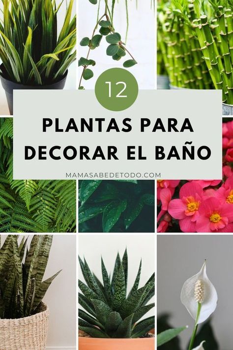 12 Plantas para el Baño que Absorben la Humedad Planta Interior, Plantas Interior, Relaxing Bathroom, Shabby Chic Bathroom, Plant Decor Indoor, Interior Plants, Chic Bathrooms, Wooden Wall Clock, Little Garden