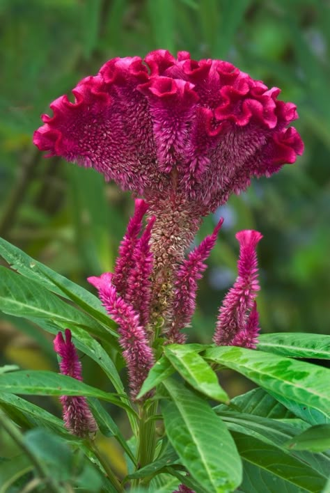 Coxcomb Flowers, Celosia Flower, Hollyhocks Flowers, White Rose Flower, Flower Plants, Unusual Flowers, 수채화 그림, Rare Flowers, Favorite Flowers