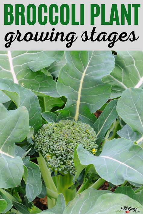 Growing Broccoli From Seed, Broccoli Garden, How To Grow Broccoli, Grow Broccoli, Broccoli Leaves, Kale Plant, Broccoli Plant, Growing Broccoli, Homestead Gardening