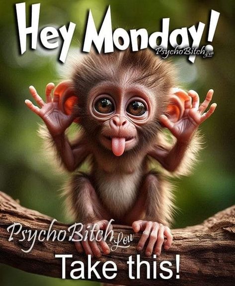 Cat Memes Laughing, Bees Nest, Monkey Images, Cute Good Morning Pictures, Funny Monkey Pictures, Morning Encouragement, Hey Monday, Cat Memes Funny, Cute Monkey Pictures