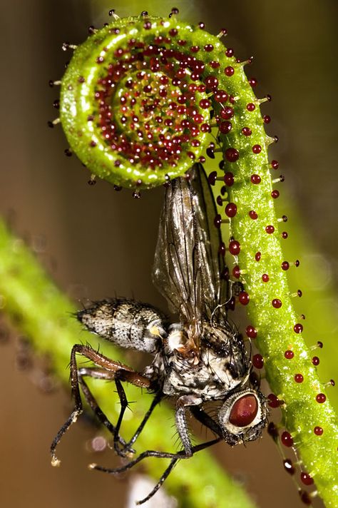 drosophyllum lusitanicum: One of my favorite sundews. It is reactive like Venus Fly Traps. An insect lands on it and triggers the response to curl up around the insect. Flytrap Plant, Insect Eating Plants, Venus Flytrap Plant, Deadly Plants, Insectivorous Plant, Bog Plants, Venus Flytrap, Octopus Tentacles, Fly Trap