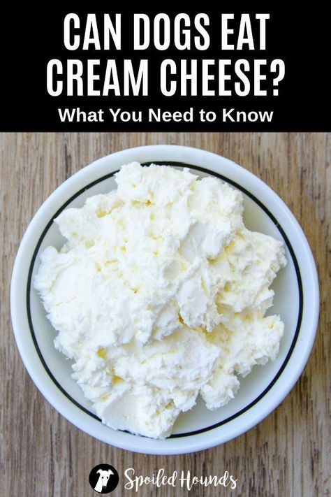 Can dogs eat cream cheese? Keep your dog safe and find out what you need to know about dogs eating cream cheese whether it plain, whipped, low fat, Philadelphia brand, flavored spread, or frosting. #dogsafety #doghealth #doginformation #dogownertips #pethealth #creamcheese Cream Cheese Frosting For Dogs, Cream Cheese Dog Treats, Creme Cheese Frosting, Cream Cheese Snacks, Salmon Dog Treats, Recipes Using Cream Cheese, Dogs Eating, Cream Cheese Fruit Dip, Cream Cheese Bread