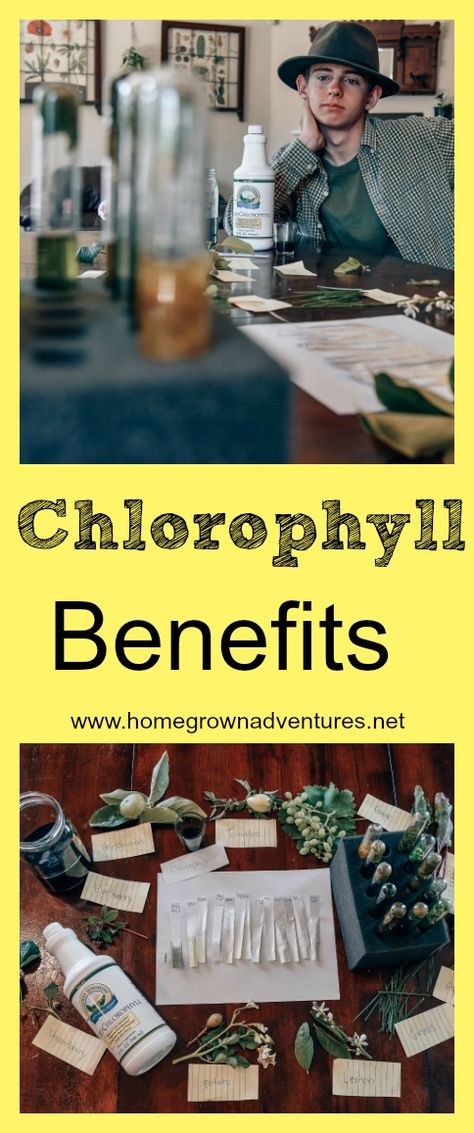 Here are the benefits of Chlorophyll. #chlorophyll Benefits Of Chlorophyll, Chlorophyll Benefits, Liquid Chlorophyll, Support Network, 30 Years, Paraben Free Products, Healthy Food, Benefits, Healthy Recipes