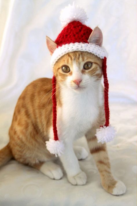 Hat Crochet Pattern, Cat Hat, Hat Crochet, White Cat, Santa Hat, Crochet Pattern, United States, Orange, Crochet