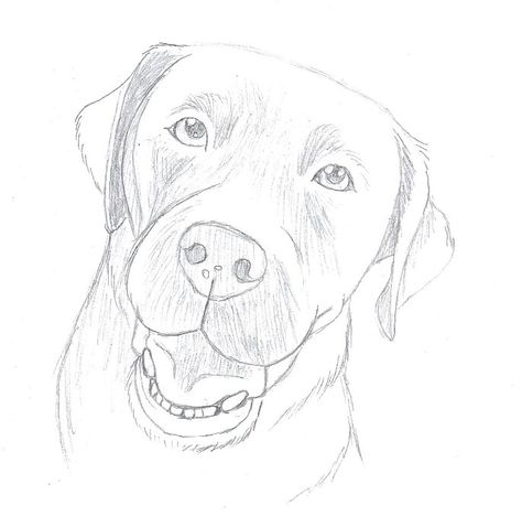 Chocolate lab sketch Chocolate Labrador Drawing, Chocolate Lab Drawing Easy, Lab Drawing Easy, Labrador Drawing Simple, Chocolate Lab Drawing, Draw Labrador, Labrador Sketch, Lab Sketch, Lab Drawing