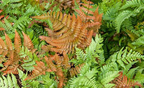 Brilliance Autumn Fern, Autumn Fern Care, Fall Maintenance, Wood Fern, Evergreen Ferns, Indoor Ferns, Autumn Fern, Ferns Care, Growing Hydrangeas