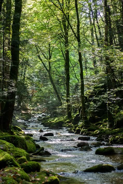 Forest, Bach, Waterfalls, Gerold Sau, Plant, Rest 숲 사진, 수채화 그림, Foto Art, Walk In The Woods, Sand Dollar, Alam Yang Indah, Nature Aesthetic, Pretty Places, Nature Scenes