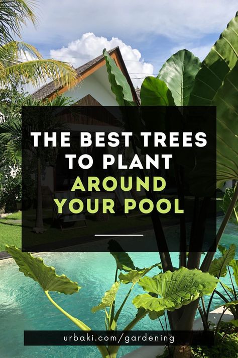 Low Maintenance Plants Around Pool, Tropical Garden Around Pool, Planting Around Pool Area, Plants For Pool Area Potted, Plants Pool Area, Banana Tree Landscape Around Pool, Outdoor Potted Plants Around Pool, Pool Area Garden Ideas, Pool Area Garden