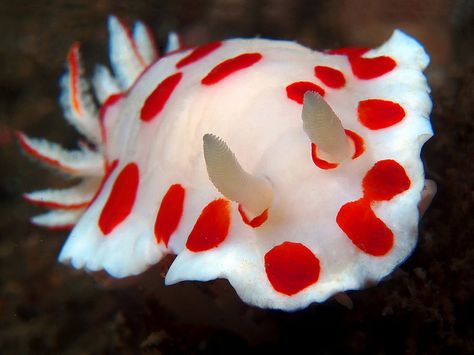 Chromodoris Tasmaniensis, red sea, sinai, egypt, Sharm EL Sheikh, fish Sea Slugs, Cute Sea Animals, Red Sea Animals, Colorful Sea Slugs, Crochet Nudibranch, Nudibranch Photography, Sea Slug Nudibranch, Sea Slugs Nudibranch, Hooded Nudibranch