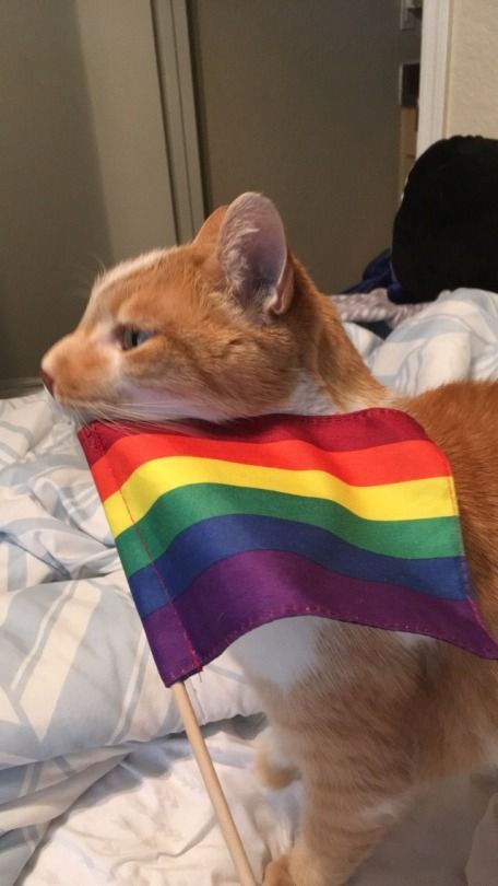 Lgbtq Flags, Gay Aesthetic, Lgbt Art, Rainbow Cat, Rainbow Flag, Love Is, Cat Aesthetic, Lgbtq Pride, Lgbt Pride