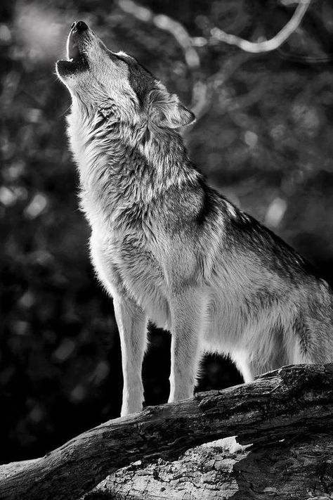 #alone #wolf #alonewolf Lup Singuratic, Baby Wolves, Wolf Hybrid, Wolf Photos, Earth Spirit, Wolf Wallpaper, Wolf Love, Wild Wolf, Wolf Pictures