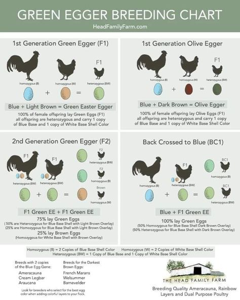 Easter Eggers Chickens, Chicken Breed Egg Color Chart, Easter Egger Rooster, Egg Production Chart, Prairie Bluebell Egger Chicken, Breed Chickens, Chicken Breeds Chart, Chicken Egg Colors, Cream Legbar